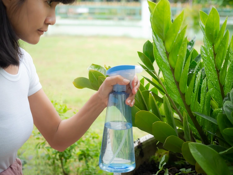 eine sprühflasche verwenden und zwecks wassersparen pflanzen mit chlorwasser gießen oder besprühen