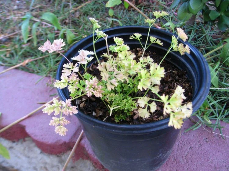 Overwatering can cause yellowing of the leaves