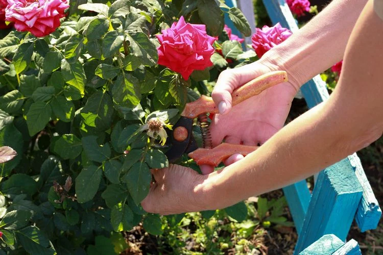Remove faded rose petals to encourage new budding