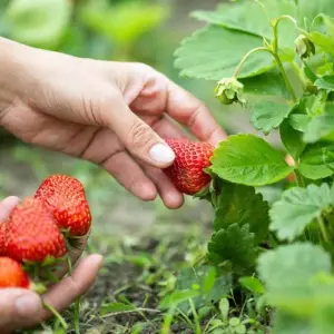 Erdbeeren ernten - wann und wie