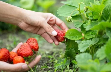 Erdbeeren ernten - wann und wie