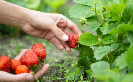 Erdbeeren ernten - wann und wie