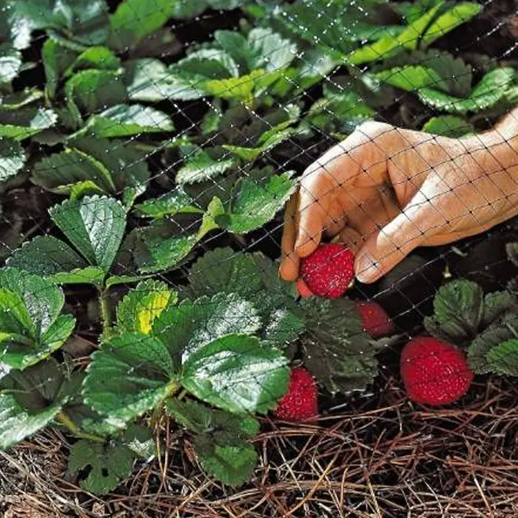 erdbeeren vor amseln schützen diese tipps und tricks funktionieren sofort und wirksam