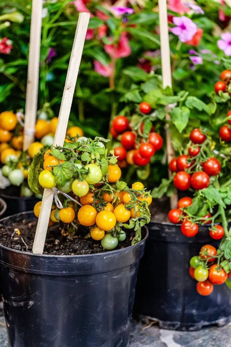 erforderliche nährstoffe für cocktailtomaten sicherstellen