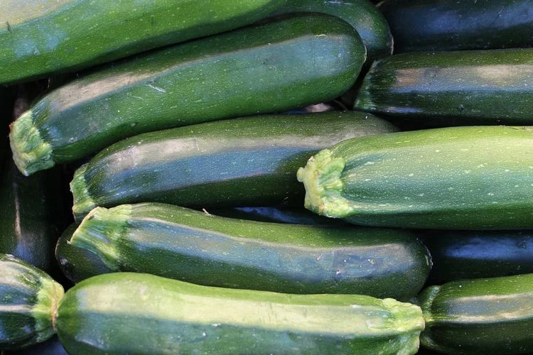 Ernten Sie die Zucchini, wenn sie 15-20 cm lang sind