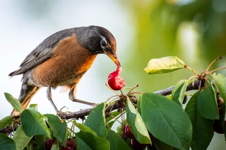 frustierend für gärtner schädliche vogelarten fressen kirschernte
