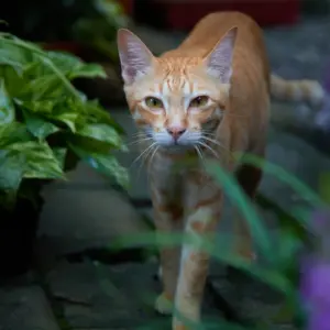 gegen lästige tiere abwehrende pflanzen wählen und welche gerüche mögen katzen nicht