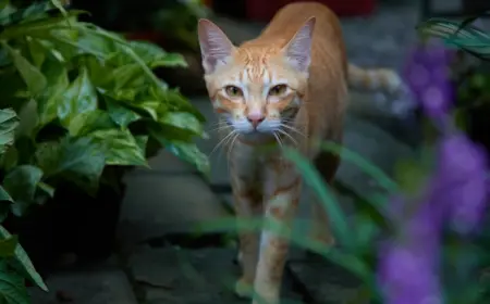 gegen lästige tiere abwehrende pflanzen wählen und welche gerüche mögen katzen nicht