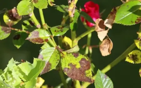 gelbe blätter schwarze flecken an rosen bekämpfen
