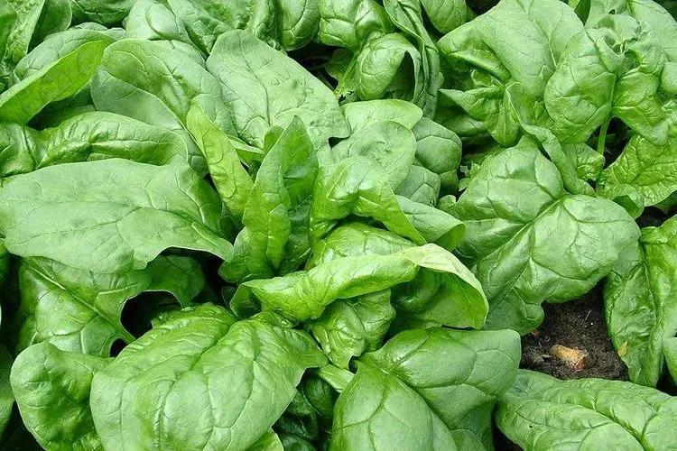 Gemüse aussäen - Spinat