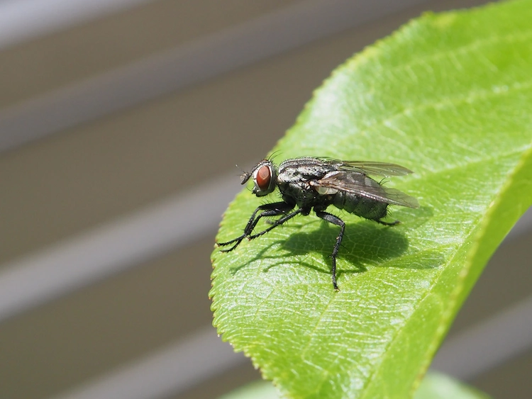 gerüche und organische abfälle ziehen fliegen in biotonnen an