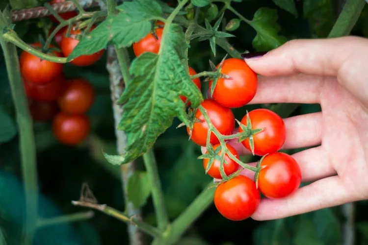gesunde tomaten an der pflanze