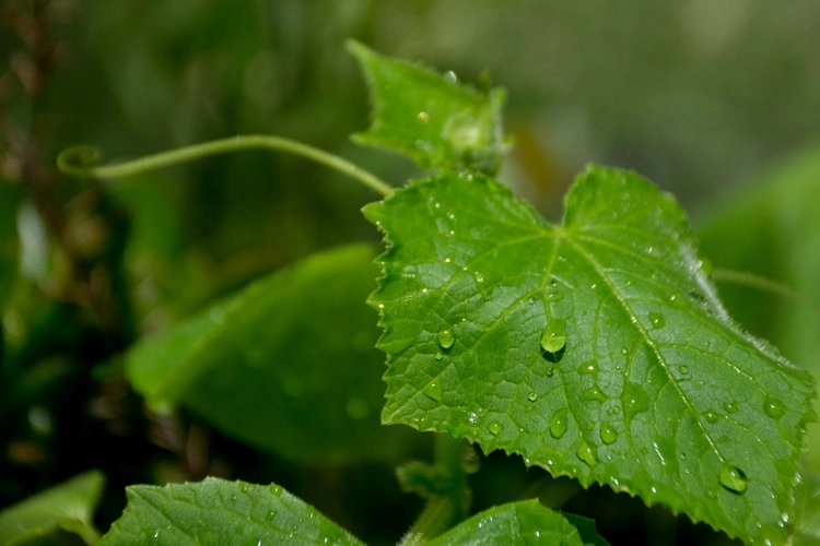 Watering mistakes in cucumbers Wet leaves