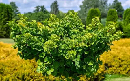 Ginkgo benötigt wenig Wasser und ist resistent gegen Autoabgase