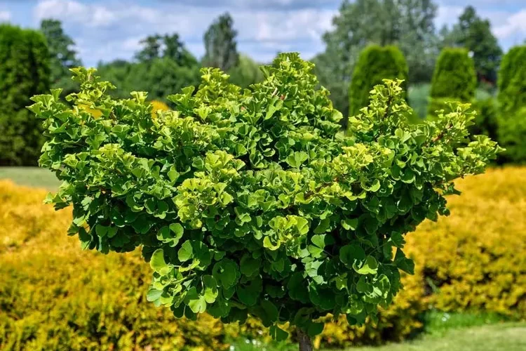 Ginkgo benötigt wenig Wasser und ist resistent gegen Autoabgase