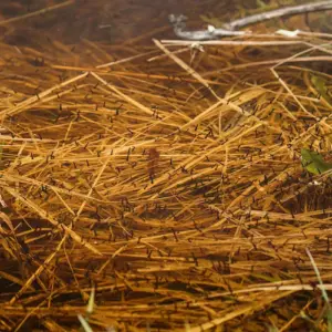 große populationen von mückenlarven im teich natürlich bekämpfen hausmittel