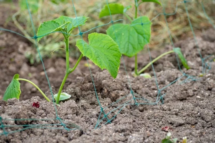 Cucumber seedlings with dry soil