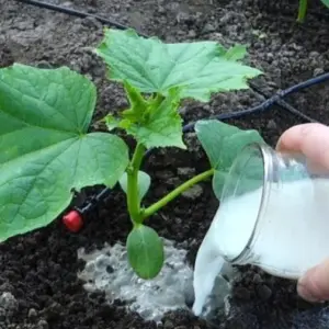 gurken mit milch als dünger verwenden gießen