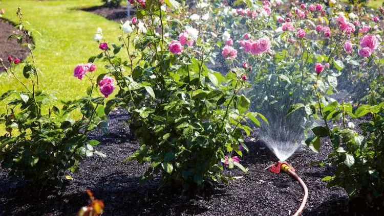Keep the soil moist for the roses to bloom profusely