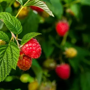 Himbeeren düngen - wann und womit Sie Ihre Himbeeren für eine reiche Ernte düngen sollten