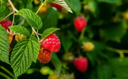 Himbeeren düngen - wann und womit Sie Ihre Himbeeren für eine reiche Ernte düngen sollten