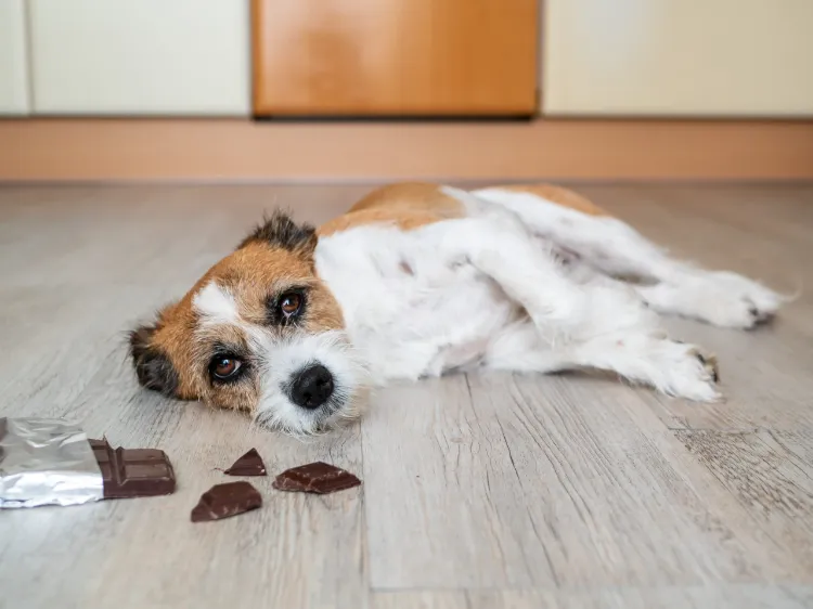 hund hat schokolade gegessen was tun giftige lebensmittel für hunde