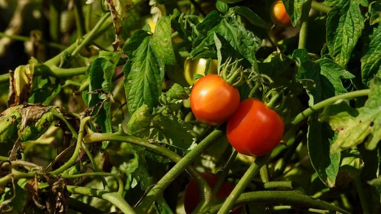 Ihre Tomatenpflanzen wurden von Schädlingen befallen