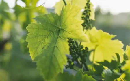 Im ersten Jahr braucht die Pflanze keine zusätzlichen Nährstoffe
