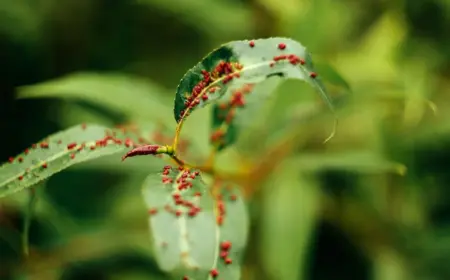 im ganzen sommer vorkommenden grasmilben im garten durch schutzmaßnahmen vorbeugen