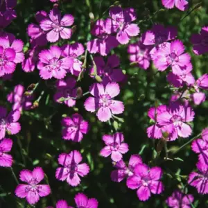 Immergrün im Garten - Lang blühende Bodendecker mit Nelken (Dianthus) pflanzen