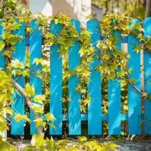 in blau gefärbten zaun bepflanzen mit kletterpflanzen wie efeu oder weinreben