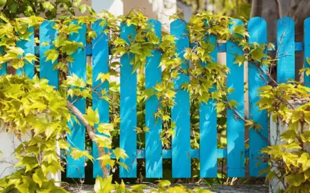 in blau gefärbten zaun bepflanzen mit kletterpflanzen wie efeu oder weinreben
