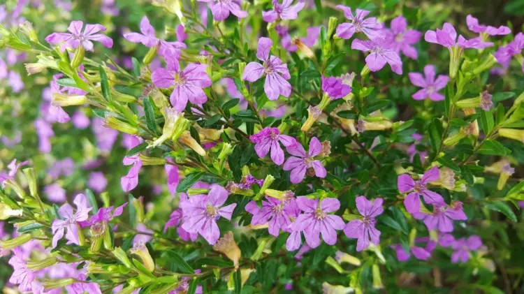 Japanische Myrthe (Cuphea hyssopilla) für das Urnengrab, Einzelgrab, Doppelgrab oder Grabschale