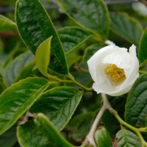 japanische scheinkamelie im garten oder in kübeln züchten anhand dieser pflegetipps und anleitungen