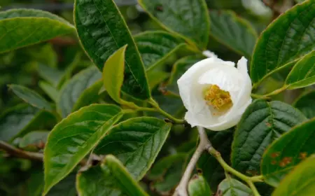 japanische scheinkamelie im garten oder in kübeln züchten anhand dieser pflegetipps und anleitungen