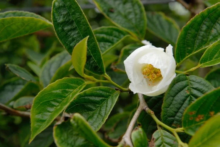 japanische scheinkamelie im garten oder in kübeln züchten anhand dieser pflegetipps und anleitungen