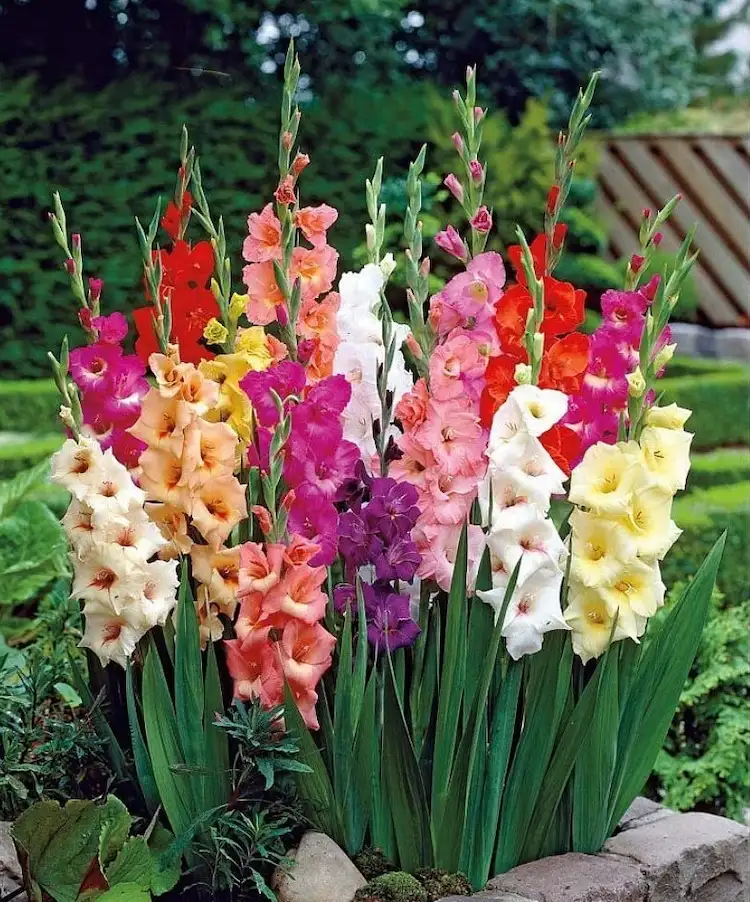 jeder liebt die prächtigen gladiolen mit schwertförmigen blättern