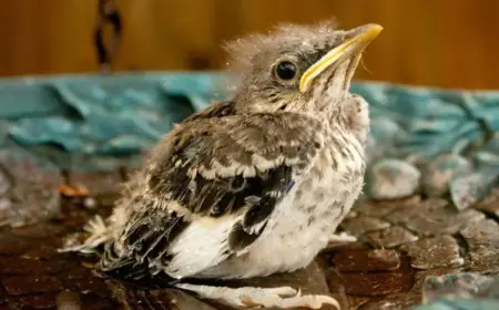 jungvogel gefunden was kann man tun