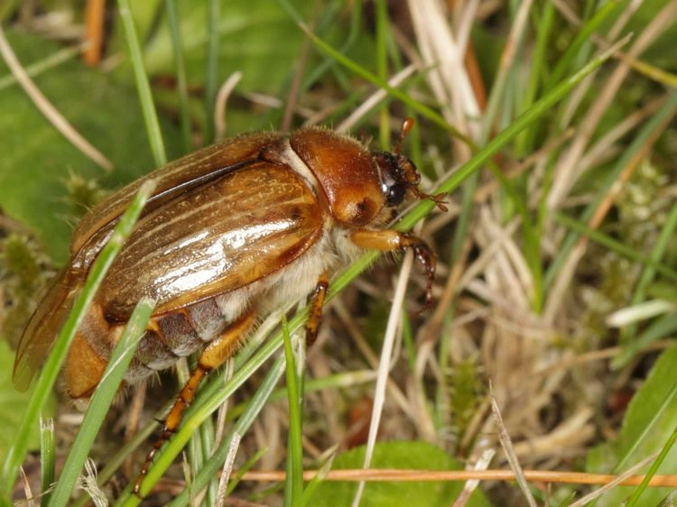 Käfer im Garten erkennen - Junikäfer als Schädlinge