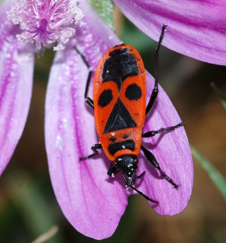 Käfer im Garten bestimmen - die Gemeine rot-schwarze Feuerwanze (Pyrrhocoris apterus)