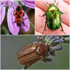 Käfer im Garten bestimmen: Das sind die häufigsten Insekten, die im Juni im Außenbereich aktiv sind!