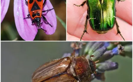 Käfer im Garten bestimmen: Das sind die häufigsten Insekten, die im Juni im Außenbereich aktiv sind!
