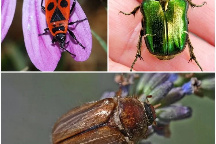 Käfer im Garten bestimmen: Das sind die häufigsten Insekten, die im Juni im Außenbereich aktiv sind!