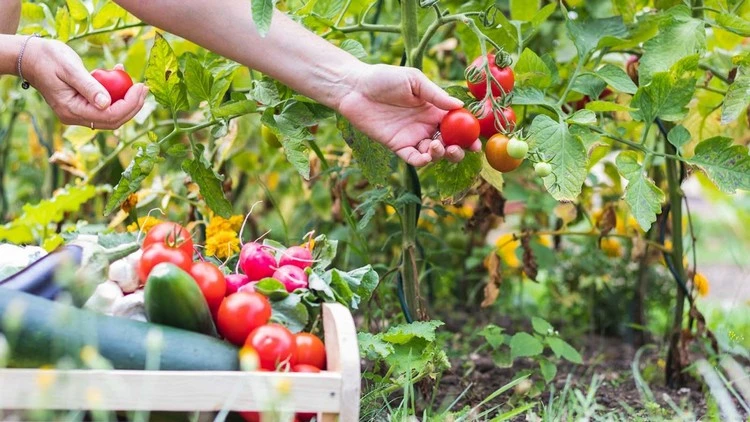 Kaffeesatz stimuliert die Fruchtbildung und die Reifezeit von Tomaten