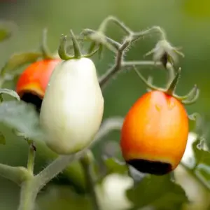 kalziummangel bei tomaten vorbeugen und behandeln