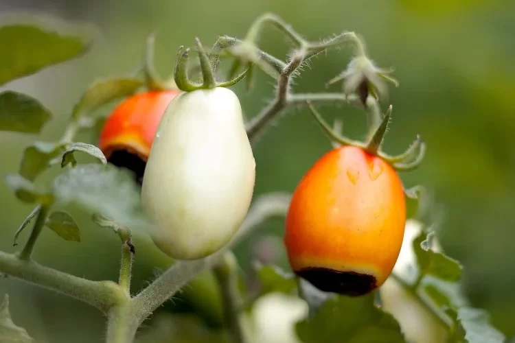 kalziummangel bei tomaten vorbeugen und behandeln