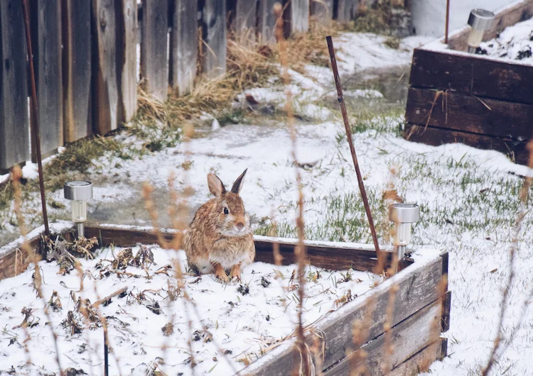 kaninchen und sonst welches tier gräbt im hochbeet auf nahurngssuche im winter