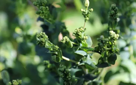 Kann man Spinat noch essen, wenn er blüht