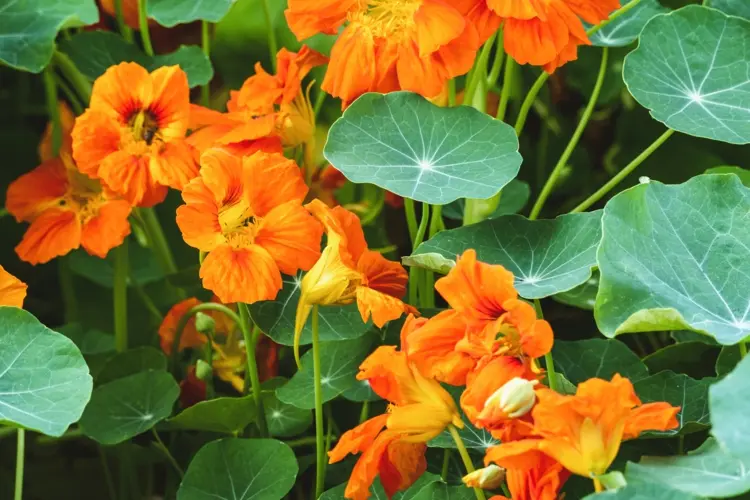 Nasturtium (Tropaeolum majus) attracts lice and lures them away from crops