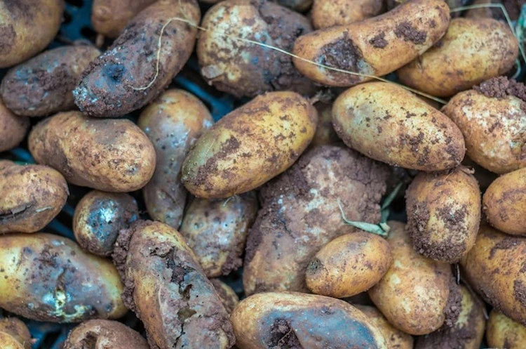 Kartoffeln von Krautfäule befallen